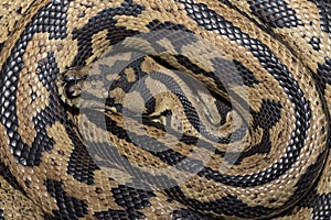 Jungle Carpet Python