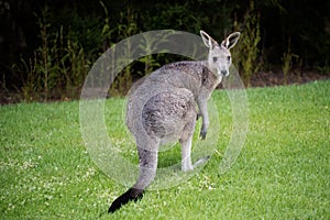 Australian Juvenile eastern grey kangaroo