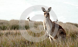 Australian kangaroo