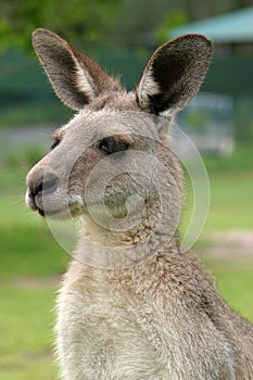 Australian Kangaroo photo