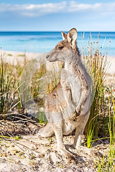 Australian kangaroo on beautiful remote beach