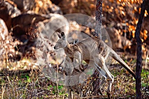 An Australian Kangaroo In The Bush