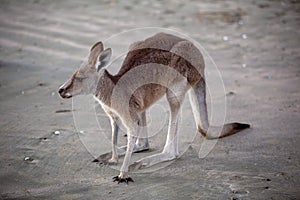 Australian Kangaroo In Close Up On Sand