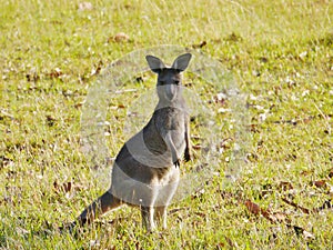 Australian Kangaroo in the grass