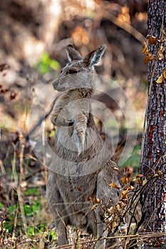 An Australian Kangaroo Having A Scratch
