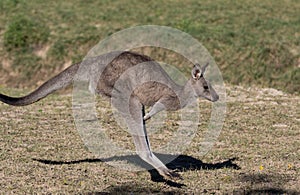 Australian Kangaroo while jumping close up portrait