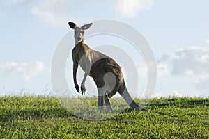 Australian kangaroo looking at viewer