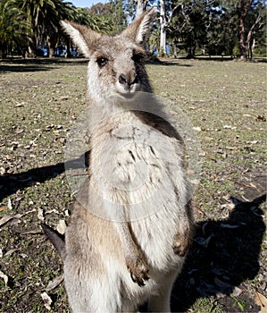 Australian kangaroo wideangle