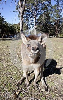 Australian kangaroo wideangle