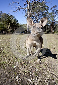 Australian kangaroo wideangle