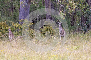 Australian Kangaroos grazing in a green field in regional Australia