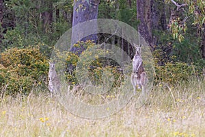 Australian Kangaroos grazing in a green field in regional Australia