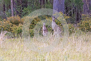 Australian Kangaroos grazing in a green field in regional Australia