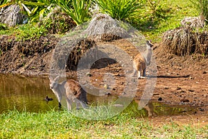 Australian Kangaroos in Pebbly Beach