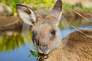 Australian Kangaroos in Pebbly Beach