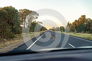 Australian Kangaroos Should Not Be On The Road