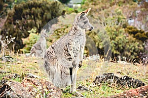 Australian Kangaroos standing with on hill