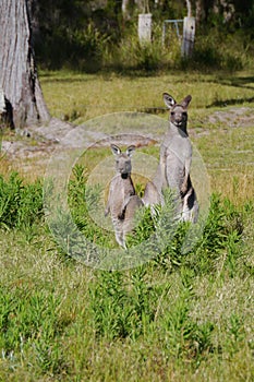 An Australian Kangoroo couple