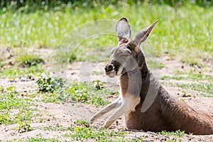 Australian Kangoroo resting in the grass