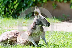 Australian Kangoroo resting in the grass