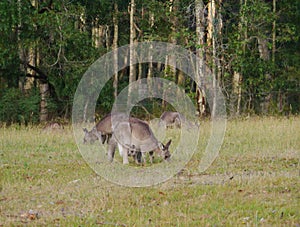 Australian Kangoroos