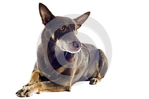 Australian kelpie