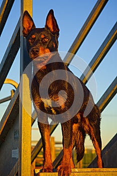 An Australian Kelpie