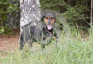 Australian Kelpie Cattledog mix dog mix outdoors on leash