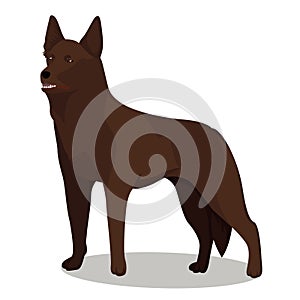 Australian Kelpie dog