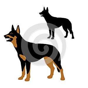 Australian kelpie dog vector illustration style Flat set