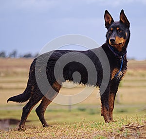 An Australian Kelpie Dog photo