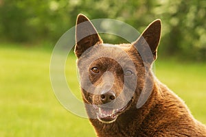 Australian Kelpie nice male head portrait