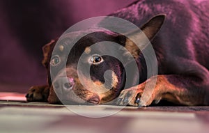 Australian Kelpie portrait on blue and purple background