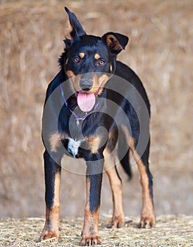 Australian Kelpie Pup