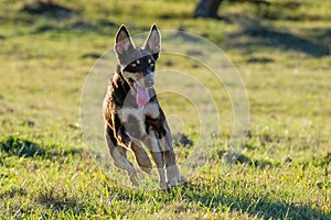 Australian Kelpie puppy dog running at full speed