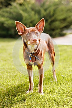 Australian Kelpie puppy outside in the yard on the green lawn