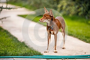 Australian Kelpie puppy outside in the yard on the green lawn