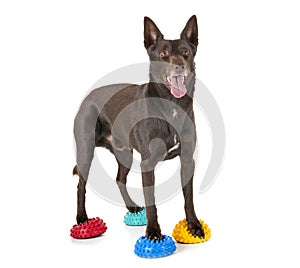 Australian Kelpie in studio