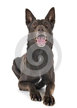 Australian Kelpie in studio