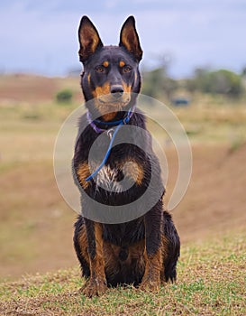 An Australian Kelpie waiting to work.