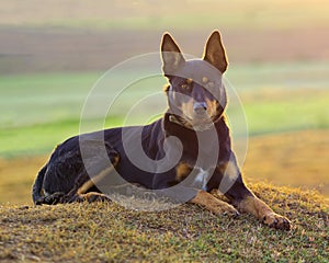 Australian Kelpie in the warm light. photo