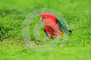 Australian king parrot