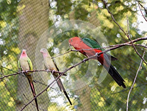 Australian king parrot. Alisterus scapularis