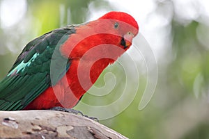 Australian King Parrot (Alisterus scapularis)