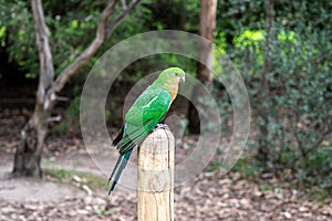 Australian King Parrot, Alisterus scapularis, perched on a fence post, Kennett River, Victoria, Australia