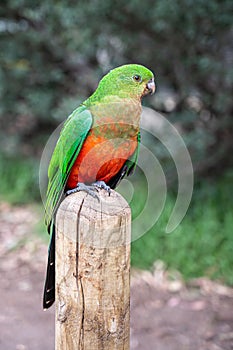 Australian King Parrot, Alisterus scapularis, perched on a fence post, Kennett River, Victoria, Australia