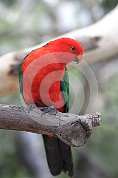 Australian King Parrot (Alisterus scapularis)