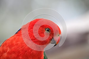 Australian King Parrot (Alisterus scapularis)