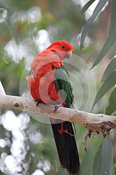 Australian King Parrot (Alisterus scapularis)