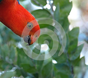 Australian king-parrot - security check